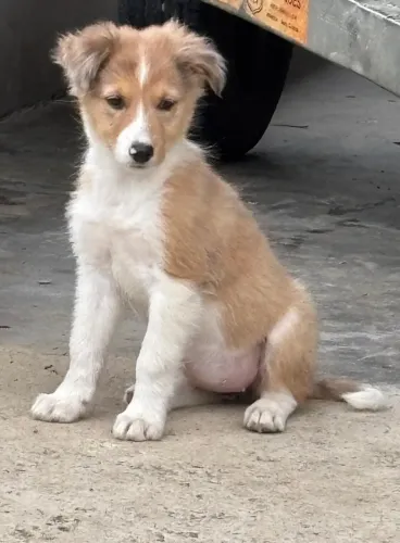 Filhotes de Border collie