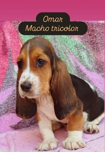 Basset Hound