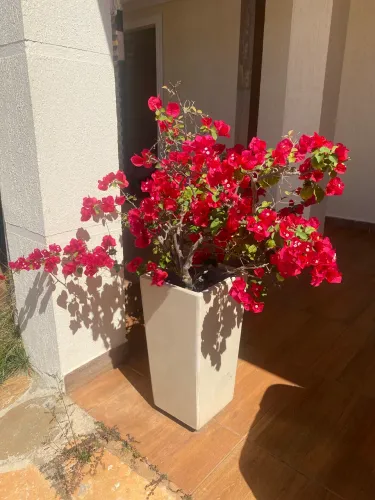 Vaso de Planta Bougainvillea