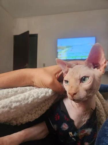 Sphynx Macho Adulto
