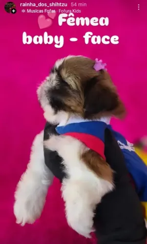 Mini shih-tzu