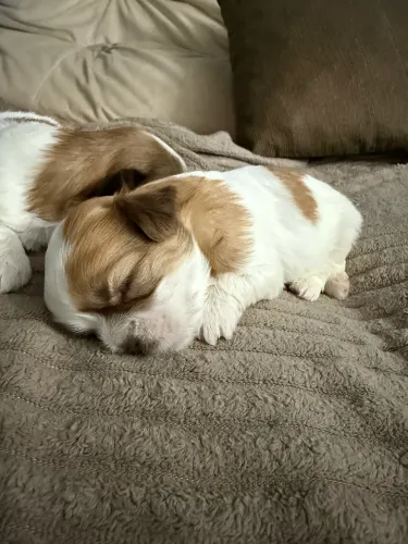 Filhote de Shih tzu