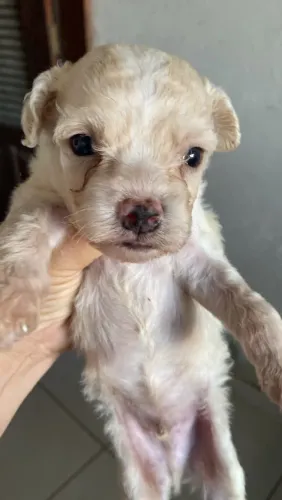 VENDO FILHOTE POODLE ?