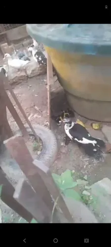 Patinho a venda 25 dias de nascido