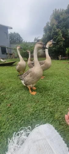Vendo casal de ganso africano, adulto botando