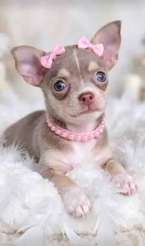 Chihuahuas em até 18x