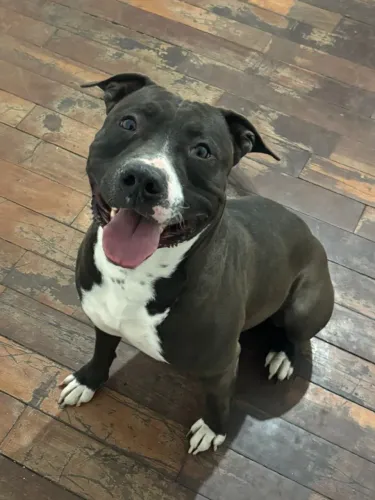 Doa-se Pitbull Dócil