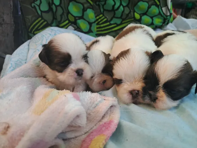 Miniatura de shih-tzu com pedigreeo. Original venda