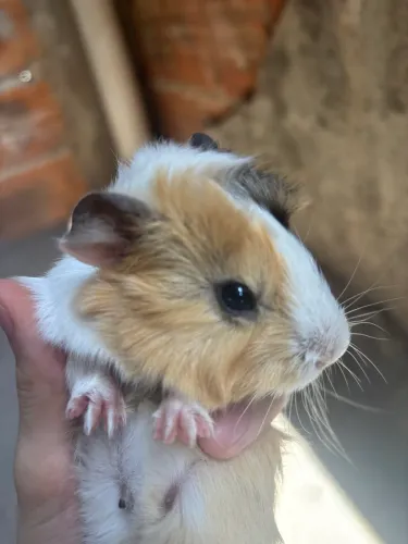 Porquinho da Índia Machos 