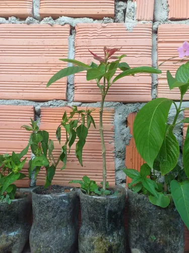 Mudas Camarão-vermelho plantas 