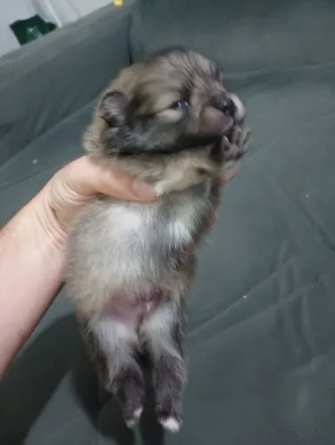 Filhotes de Spitz Alemão Anão (Lulu da Pomerânia)