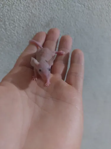 Ninhada de camundongos hairless