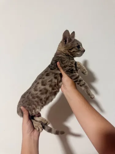 Gato Bengal oncinha 
