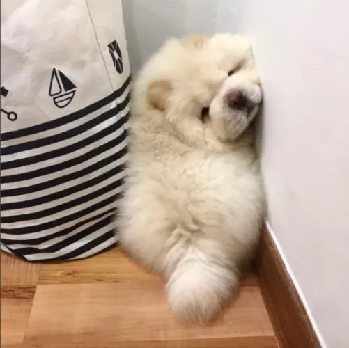 Filhotes de Chow Chow | Encanto que transforma o lar.