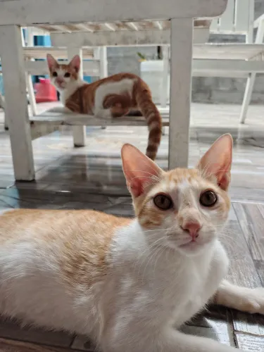 Para adoção(Gatos) (Macho)