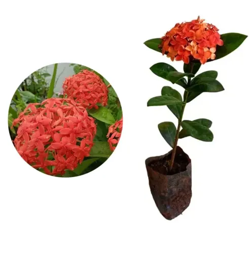 Muda de Ixora vermelha