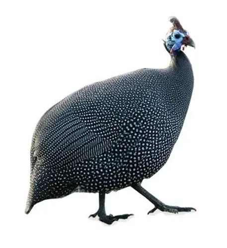 Galinha Angola