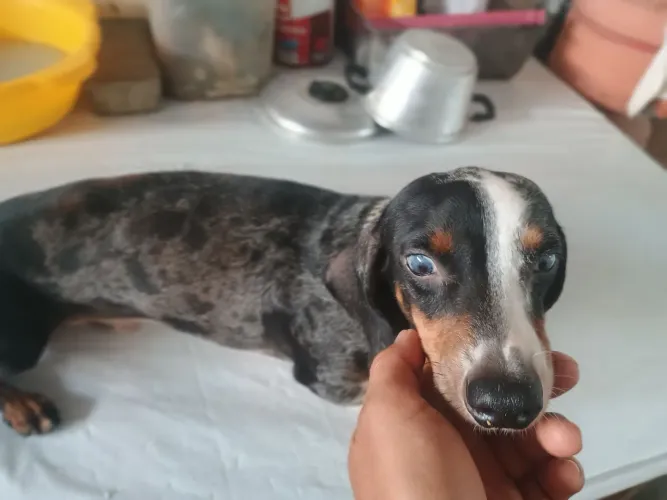 Salsichinha arlequim 