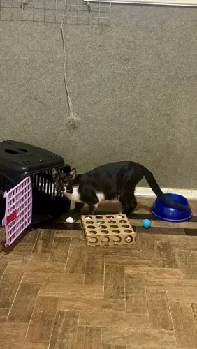 Adoção/doação de gato macho de 7 meses