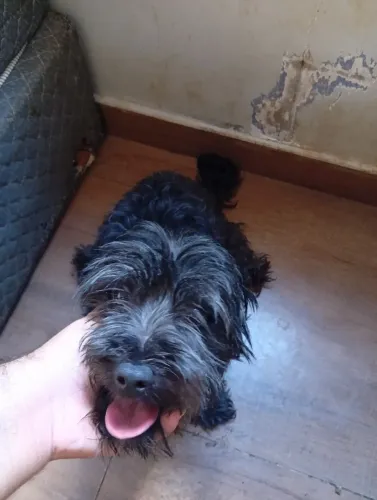 Doação de dois cachorros