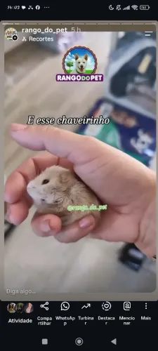 Hamster Anão Russo DOMÉSTICADO!