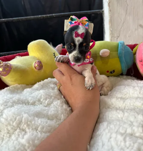 Pinscher micros ENTREGA IMEDIATA