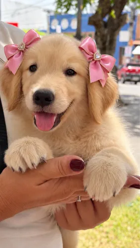 Golden fêmea 