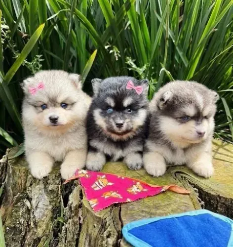 Filhotes de Pomsky
