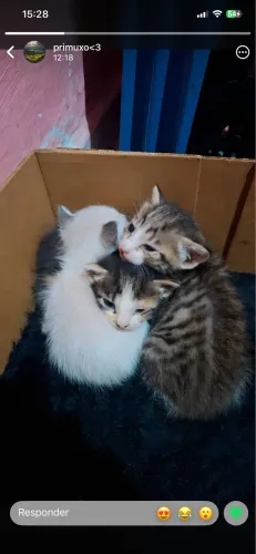 doação de gatos. 2 machos uma fêmea recife 