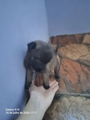 Cachorrinha pastor belga, filhote, fêmea, a filhote está p doação.