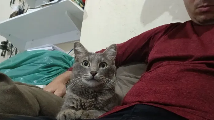 Doação Responsável Gato Cinza - Bairro Serrinha