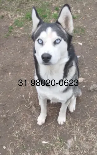 Filhote de husky siberiano