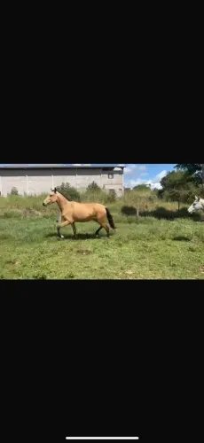 Égua mangalarga marchador 3 anos registrada barato