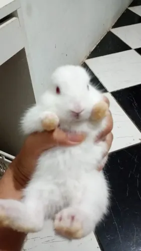 Vendo filhotes de coelho neozelandês/ faço entrega 