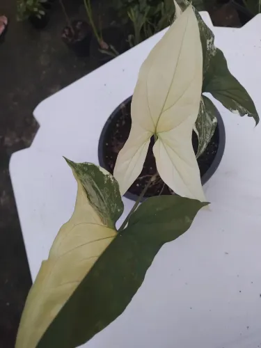 Singônio Variegata
