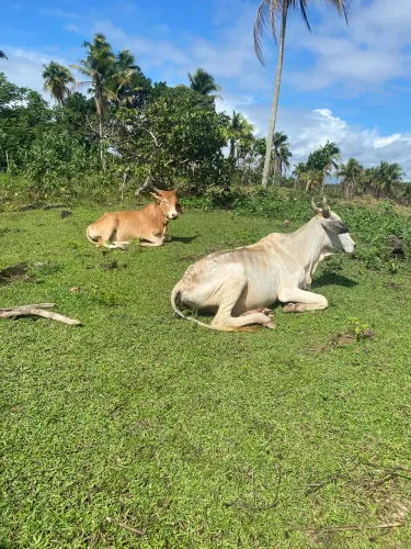 Vendo dois animais