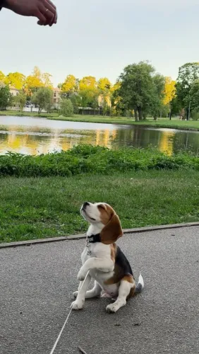 Beagle A chance de encontrar aquele cãozinho especial