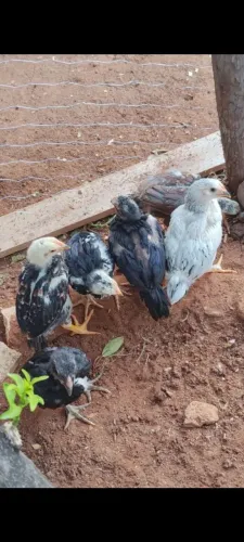 Vendo franguinho de caipira índio