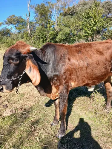 Vendo novilha