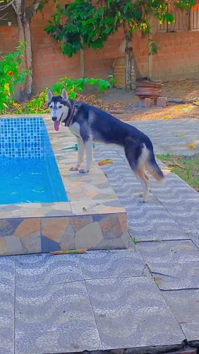 Husky siberiano fêmea estou atrás de um namorado