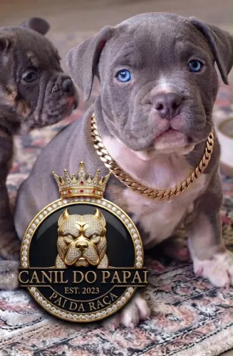 Canil especializado em American bully / cães a partir de 1999