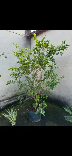Jaboticaba 