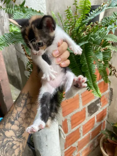 Gatinhos para adoção