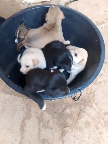 Doação de filhotes de cachorros 