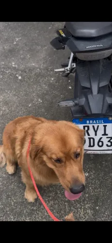 Golden Retriever 1 ano
