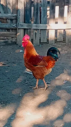 Galo vermelho ( ótimo para reprodutor)