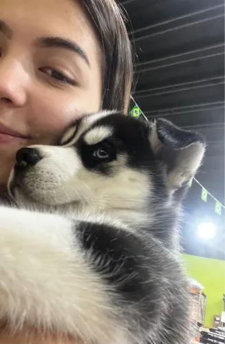Vende-se filhote  husky siberiano puro!