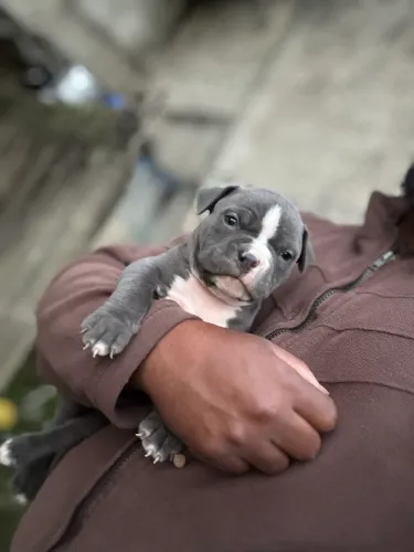 Filhotes de American Bully blue