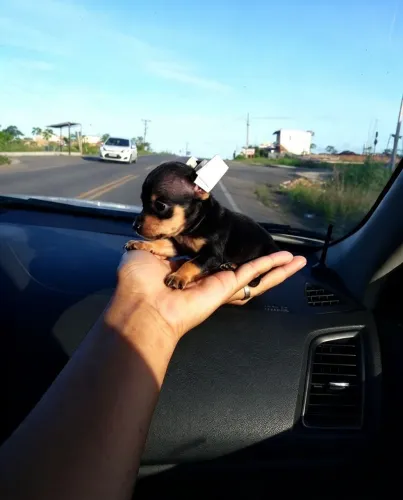 Miudissimos pinscher 0 