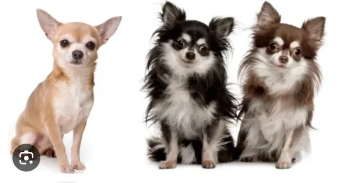 Procuro chihuahua